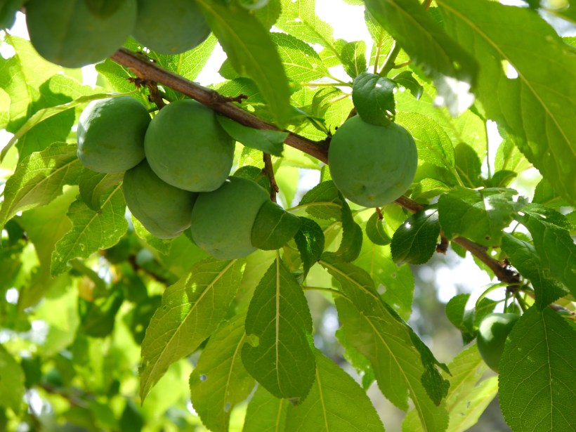 A big cluster of Greengage plums. These are so good, and have amber flesh.