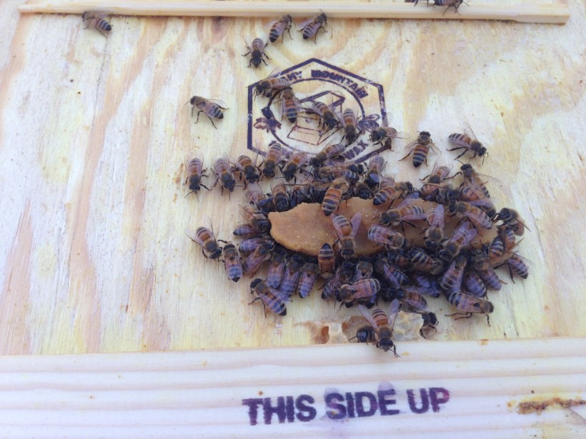 The bees from Verbena colony finishing up a pollen patty this past October