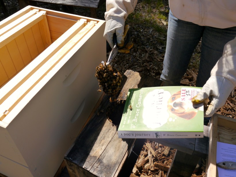 Here I'm removing the queen cage that was COVERED with bees!