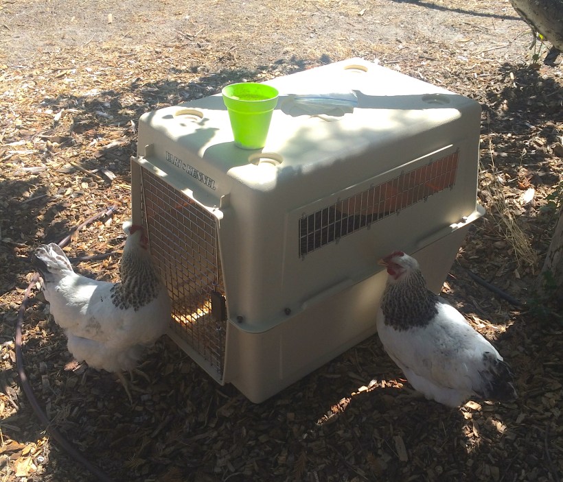 Checking out the new flock member